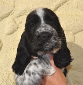 Jealous Guy 5 Wo.JPG