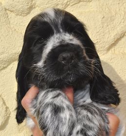 Jersey Girl 5 Wo.JPG