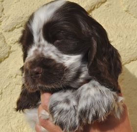 Jumpin´Jack Flash 5 Wo.JPG