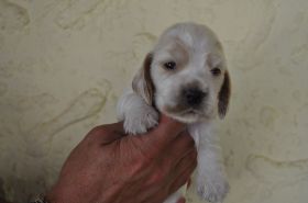 Orschi Hü 2 (2).jpg