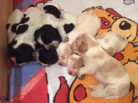 Izumi-Welpen 13 Tage 1..JPG