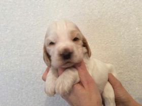 Rüde orsch Platte 21.12.15.JPG