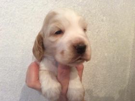 Rüde orsch schimmel 21.12.15.JPG