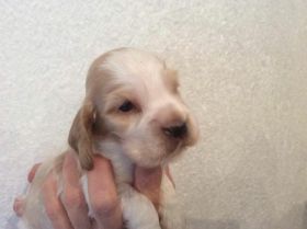 Hündin orsch. 21.12.15.JPG