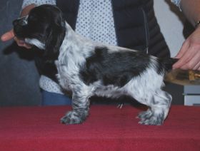 H 2 blsch. Steh2.jpg