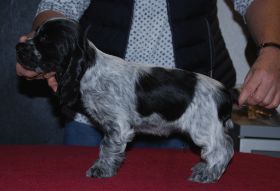 H 3 blsch. Steh2.jpg