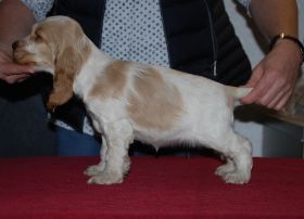 Hündin orsch. Steh.jpg