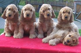 E-Wurf 10WoAlle1umgefallen.jpg