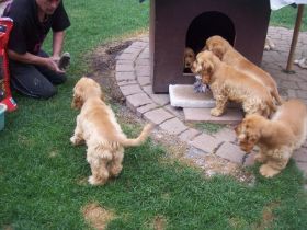 E-Wurf Löcherstopfendrohen.jpg