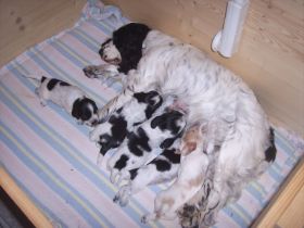 F-Wurf 3 Wo2 (1).jpg