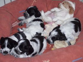 F-Wurf4 WochenOrschRücken.jpg