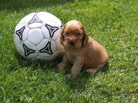 HündinG-Wurf 5. LW.JPG