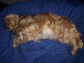 chili G-Wurf schwanger9Wo.JPG