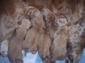 chili G-WurfGeb.Alle2.JPG