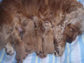 Chili G-WurfGeb.Alle1.JPG