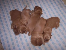 Chil G-Wurf alle2Wo.jpg