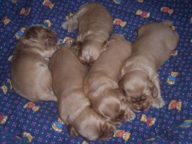 Chili G-Wurf alle2Wochen1.JPG