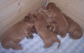 Chili G-Wurf alle3Wo1.JPG