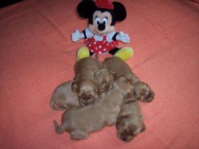 Chili G-Wurf alle3WoMickeyMouse.JPG